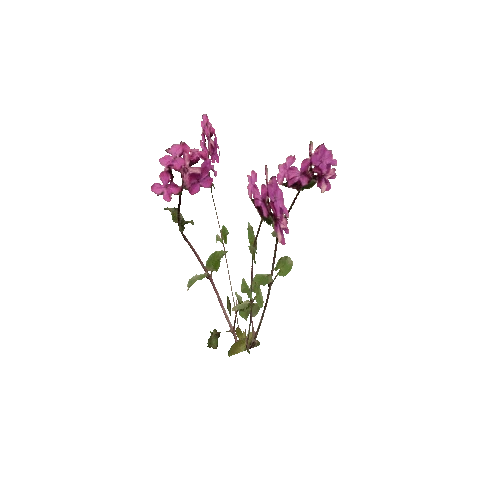Herb-Lunaria2-Occlusion