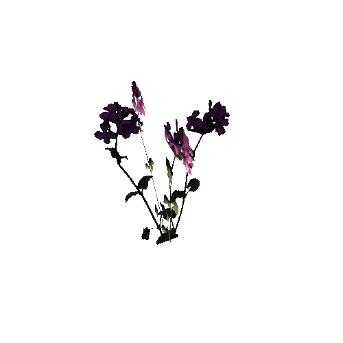 Herb-Lunaria2