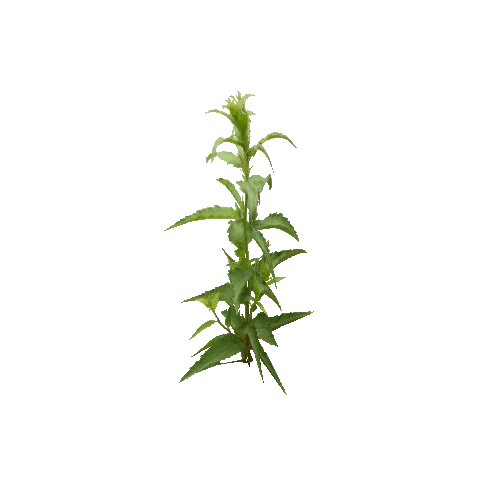 Herb-Nettle2-Occlusion