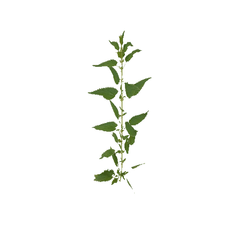 Herb-Nettle4-Occlusion