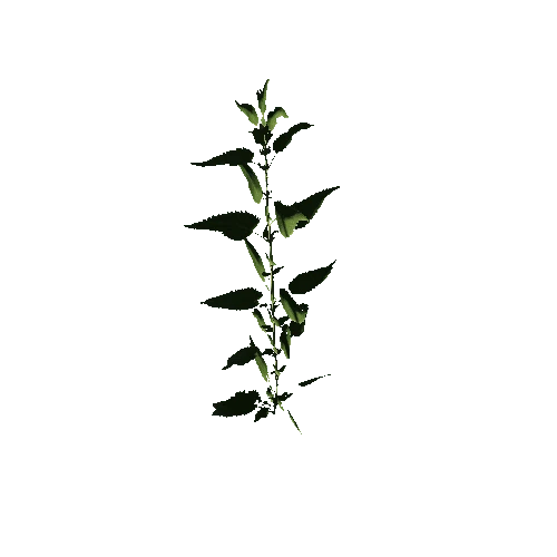 Herb-Nettle4