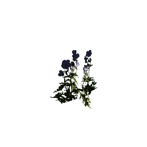 Herb-Purpleflower