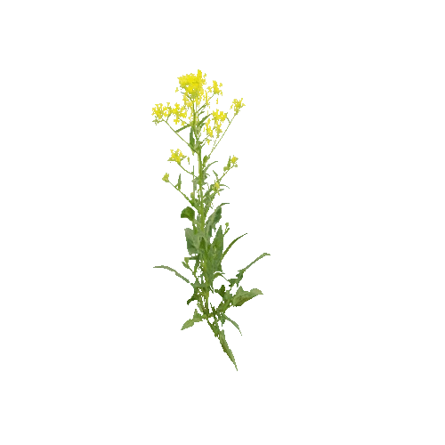 Herb-Rapeseed1-Occlusion