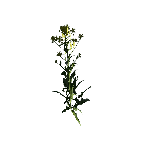 Herb-Rapeseed1