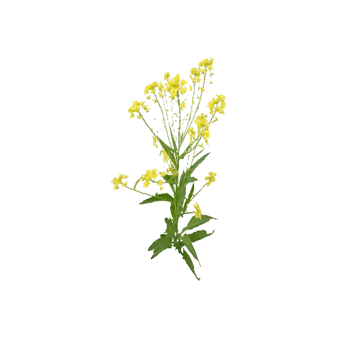 Herb-Rapeseed2-Occlusion