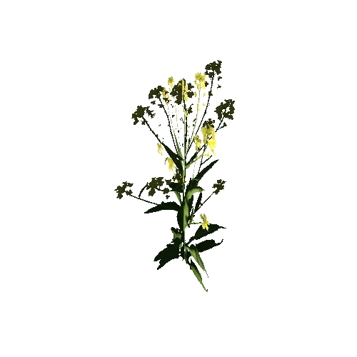 Herb-Rapeseed2