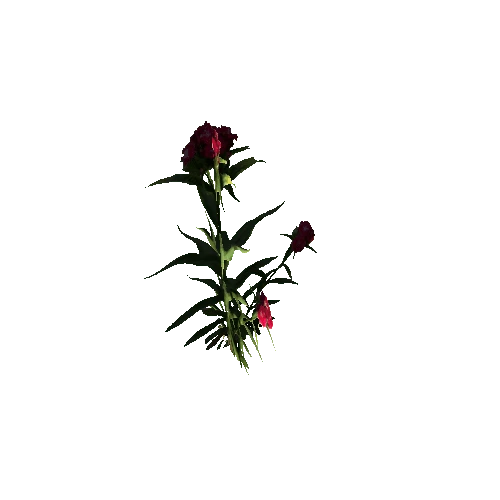 Herb-Redflower2