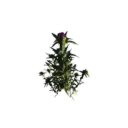 Herb-Redflower5