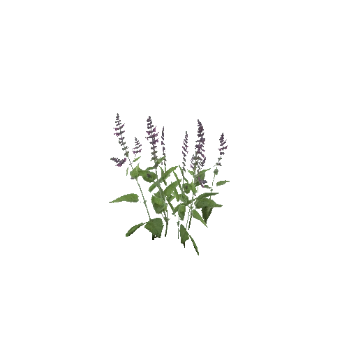 Herb-Stachyssylvatica-Occlusion