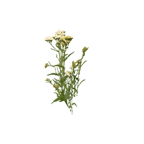 Herb-Yarrow1-Occlusion