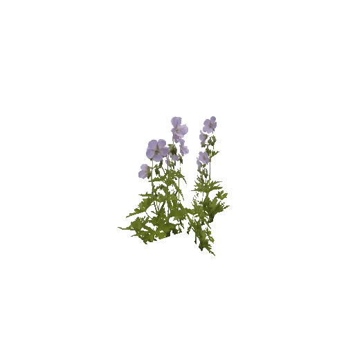 Herbs-Purpleflower-Occlusion