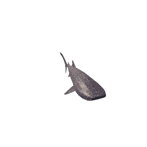 WhaleShark