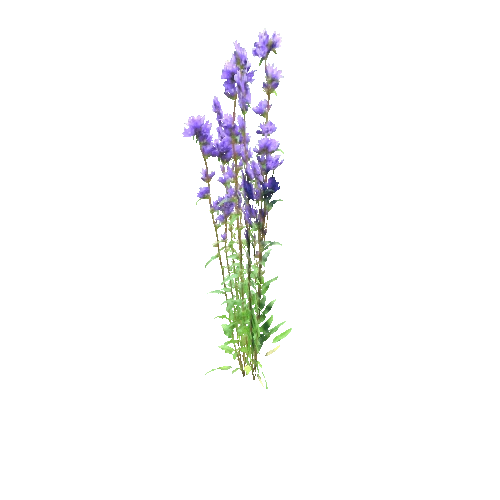 Campanula_glomerata_A