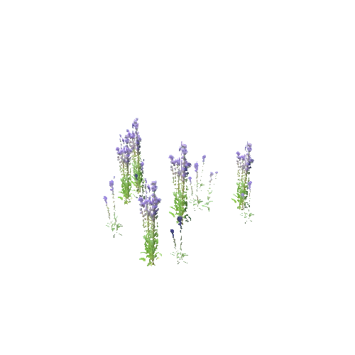 Campanula_glomerata_patch