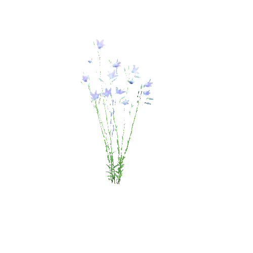 Campanula_patula_A