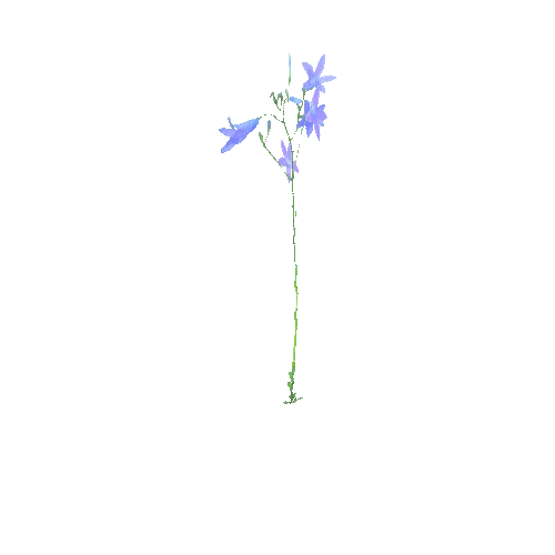 Campanula_patula_B