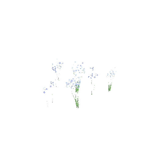 Campanula_patula_patch