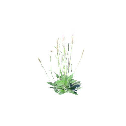 Plantago_media_A