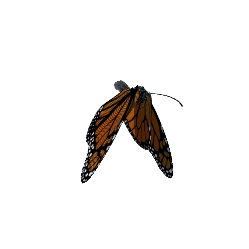 monarch@flyleft