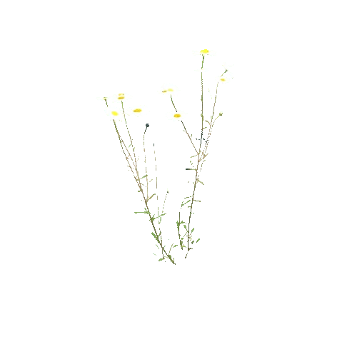 Leucanthemum_vulgare_A