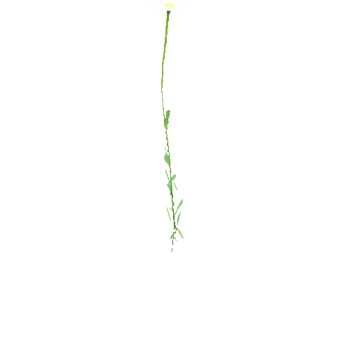 Leucanthemum_vulgare_D