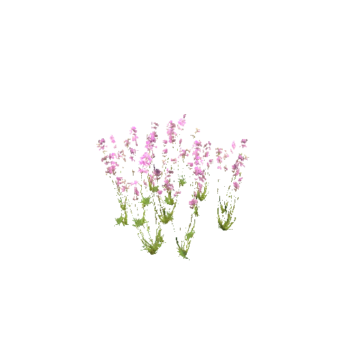 Silene_viscaria_patch