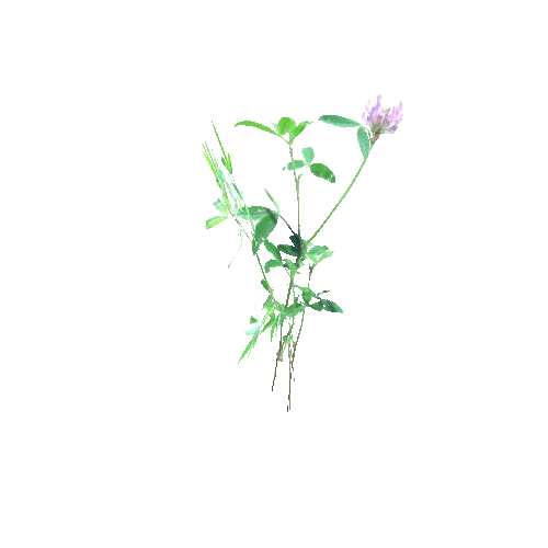 Trifolium_pratense_B