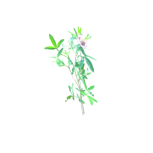 Trifolium_pratense_C