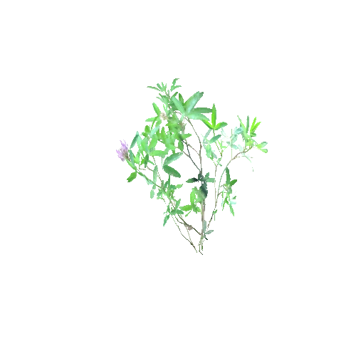 Trifolium_pratense_D