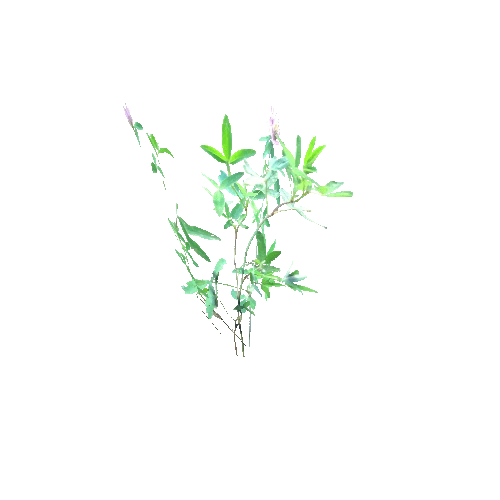 Trifolium_pratense_E