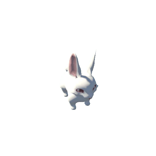 Rabbit_1