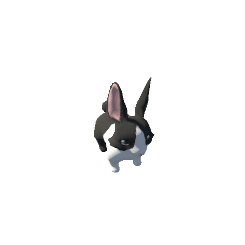 Rabbit_8