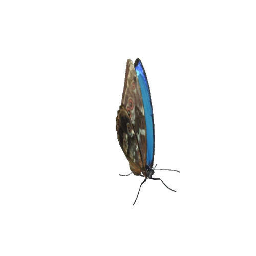 Bluemorpho