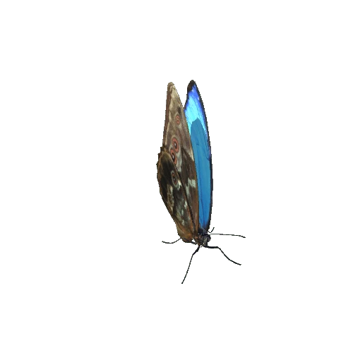 bluemorpho@takeoff