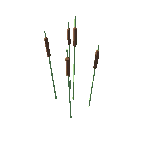 bulrush_02