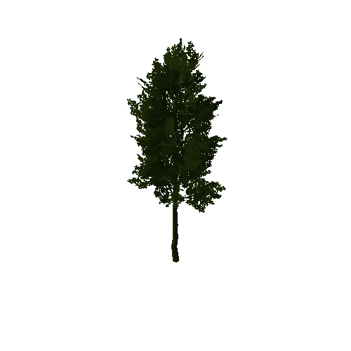 TreeOak02