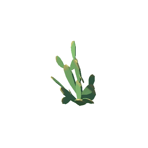 Cactus_07