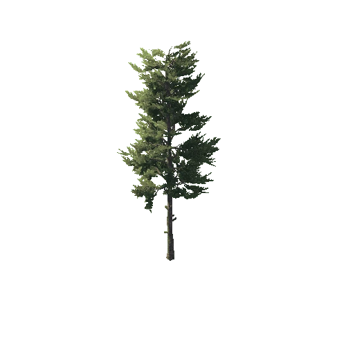 Conifer_Desktop