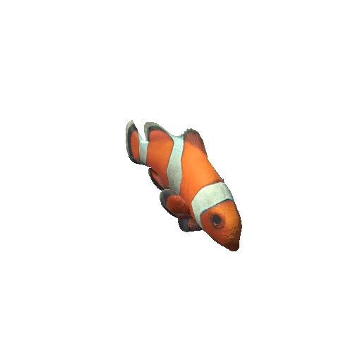 Amphiprion_ocellaris