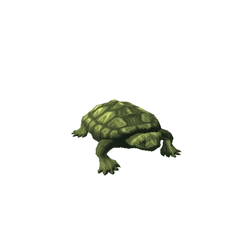 Turtle_1