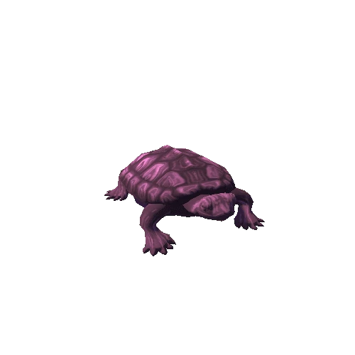 Turtle_3