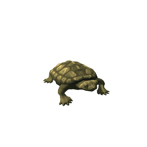 Turtle_5