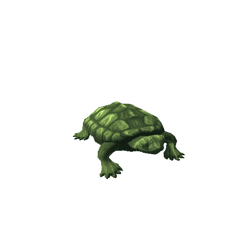 Turtle_6