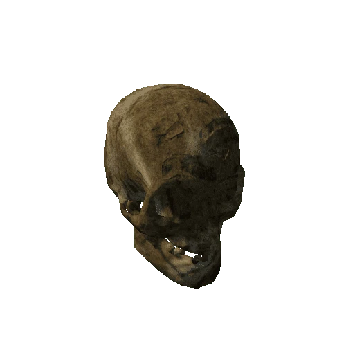 Bone_Skull