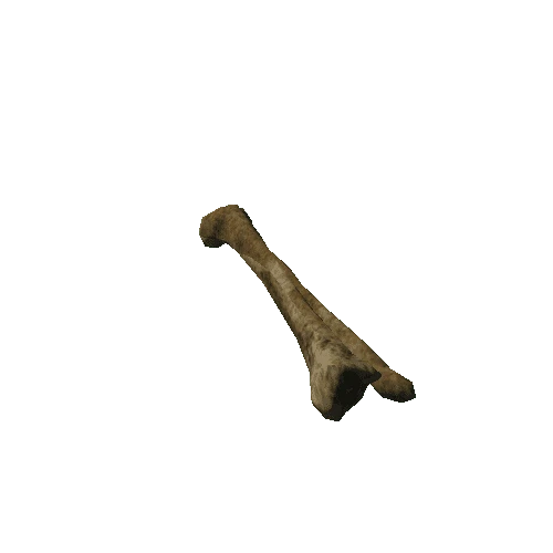 Skeleton_Bone_02