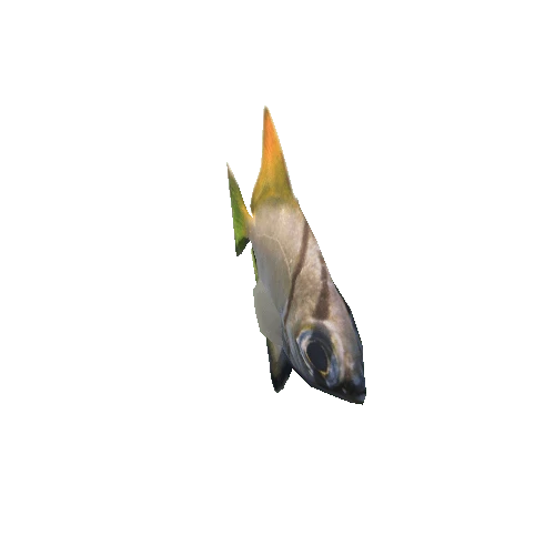 04_silver-swallow-fish