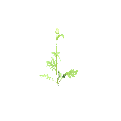 Cirsium_oleraceum_B