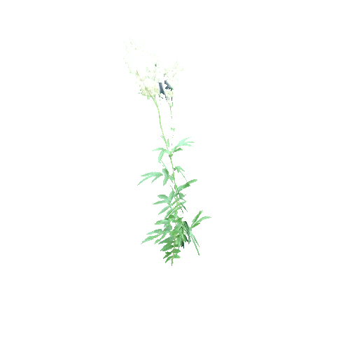 Filipendula_ulmaria_D