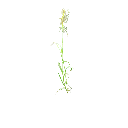 Scirpus_sylvaticus_B