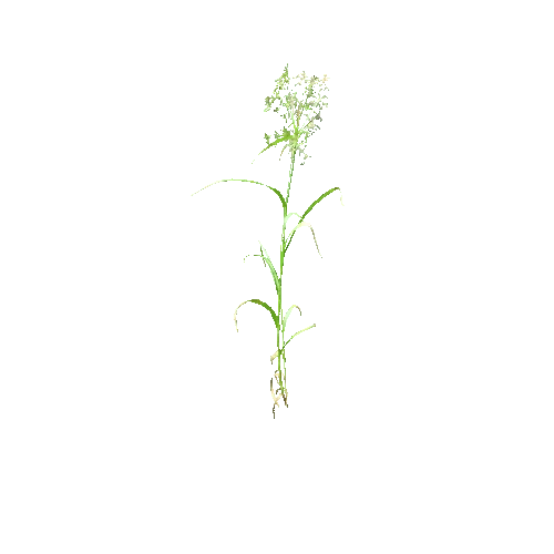 Scirpus_sylvaticus_C